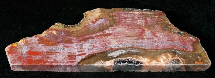 Red Araucaria Petrified Wood Slab #17134